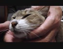 ツンギレ猫ミーちゃんがまたツンギレそうです。