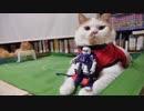 【マンチカンズ】日本対ベルギー戦を占う動画【ワールドカップ】