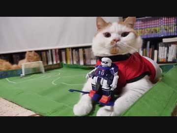 【マンチカンズ】日本対ベルギー戦を占う動画【ワールドカップ】