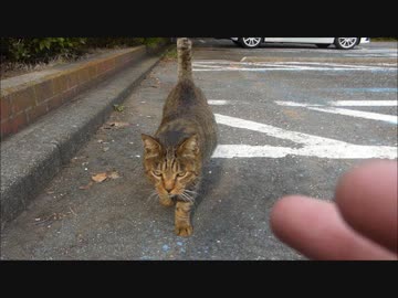 初対面の野良猫を手招きして撫でまくった