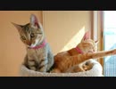 保護ねこ成長記録（16）保護70日目①