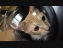 宇宙船にのって宇宙に飛び出しそうな猫