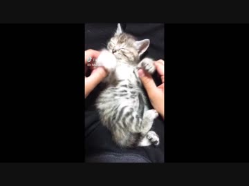 【癒される】【かわいい】TikTokペット動画8！【TikTok】