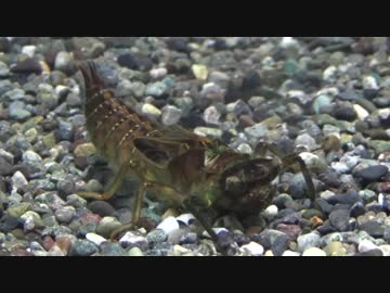 [閲覧注意!!] 再編集 オニヤンマのヤゴにゴキブリを与えてみた。(Anotogaster sieboldii)