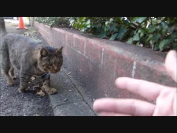 野良猫を手でおびき寄せたら撫でろと要求してきた