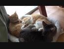 狭いベッドにジグソーパズルのようにハマっている猫