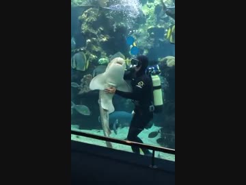 トラフザメだって甘えたい。水槽のガラスを掃除していたダイバーにモフを要求し、撫でられて幸せそうなトラフザメ