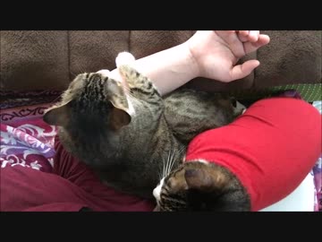 【こげつく】休日の朝はまったりするよ