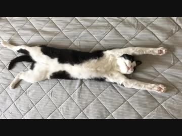 猫の演技