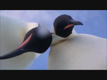 皇帝(コウテイ)ペンギンは自撮りが大好き(*´∀｀*)