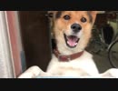 【犬】日替わりワンタ　お久しぶり！
