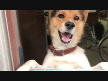 【犬】日替わりワンタ　お久しぶり！