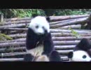 くしゃみが一向に止まらない動物園のパンダ