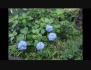 【見守るように】rain stops, good-bye【歌ってみた】