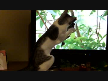 出てこい！鳥さん（鳥をつかまえようとしているたんちゃん）