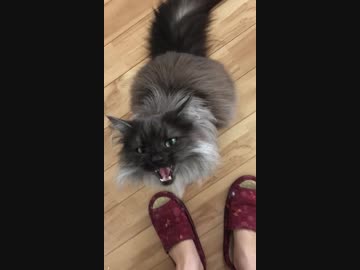 ぬこの激甘えモード