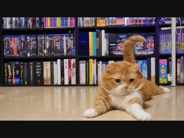 【マンチカンズ】フリフリにゃんこ