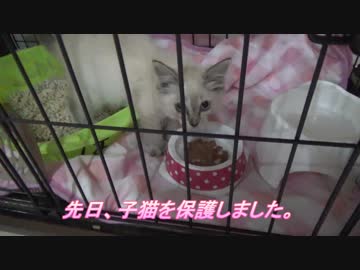 車のボンネットから出てきた子猫を保護しました
