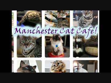 マンチェスターの猫カフェ - 私の想像上の友達と