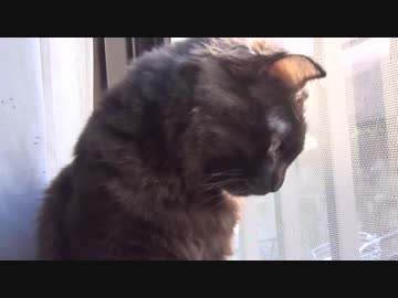 【 猫 】大きくなったけど実はまだ子猫　その55