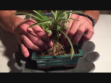 【庭の雑草を盆栽にする方法】#1 オリヅルランと愉快なシダ達 編