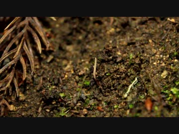 【虫草】梅雨前の虫草観察　後編