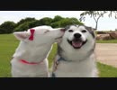 KOKIA   iしてる
