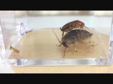 蟻戦争Ⅱ＃40 ゴキブリ3番勝負！アリが大中小のゴキブリと戦う。編