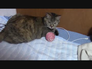 拾いねこ＠生後2191/2158日目　昨日はありがとでしたー！