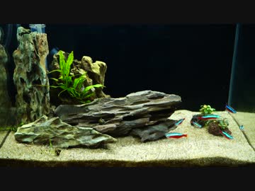 もはやストック水槽ではないアレの現状・その９