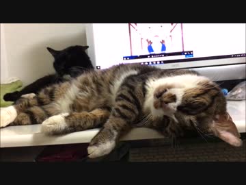 【こげつく】作業をしたい人間と関係ない猫たち