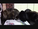 こんしゅうのおやつ【蒼民家の猫々】