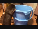 バケツの中身に興味津々なカワウソ