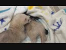 フェレットかんちゃん。。ことごとく寝床を奪われる。。。( ；∀；)#119