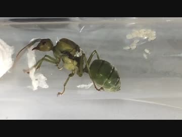 蟻戦争Ⅱ＃41 体が緑色のアリ！？新導入アリの為にお家を作ってあげました。編