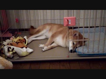 うちの、おとなしく寝てる柴犬くん