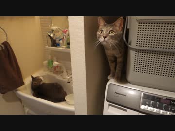 【モアクリ】 水辺のネコ達