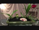 【庭の雑草を盆栽にする方法】#2 カエルは白いサンゴの夢をみる 編