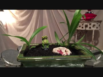【庭の雑草を盆栽にする方法】#2 カエルは白いサンゴの夢をみる 編