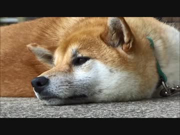 あじさいと柴犬とウシガエル