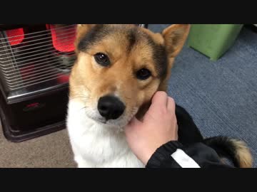 【冬】ストーブとワンタ　【犬】日替わりワンタ