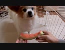 スイカを食べるワンコ（パピヨン）