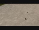 ヒメハリテンレックみんとむい 育成記録180708_02