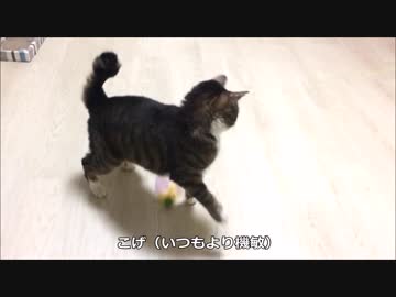 【こげつく】タッチ＆ゴーな３匹