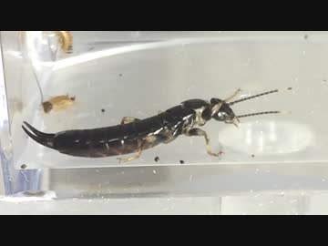 蟻戦争Ⅱ＃42 クロヤマアリVSハサミムシ～アリの本当の強さとは？～編