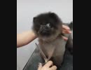 カットのリズムに合わせて踊るポメラニアン