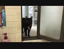 【猫の濡れ場】お風呂に興味はあるが、思ったよりお湯があふれてて、足が濡れるのが気になる猫