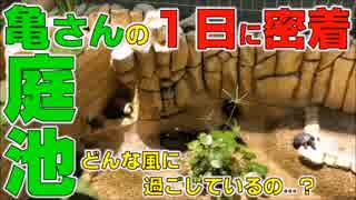 庭池の１日「亀さんの１日に密着」