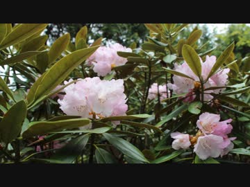 日本三百名山に登ってみた89　奥三界岳編