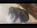 ツキノワグマのまったり水浴び(上野動物園)
